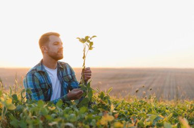Gün batımında ekili bir tarlada soya bitkisini teftiş eden çiftçi, tarım uygulamalarını ve mahsul büyümesini vurguladı