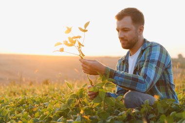 Gün batımında tarlada soya bitkilerinin büyümesini kontrol eden çiftçi sağlıklı ve verimli bir hasat sağlıyor.