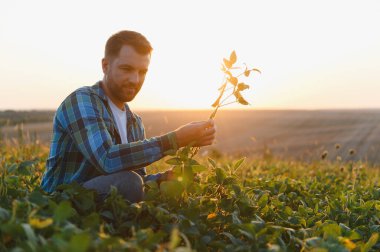 Günbatımında soya mahsullerini analiz eden çiftçi, sağlıklı bir büyüme ve ekili tarlalarda bol miktarda hasat sağlar.