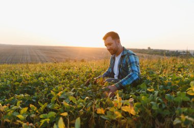 Genç çiftçi soya bitkilerini gün batımında ekili bir tarlada kontrol ederek sağlıklı ve verimli bir hasat sağlıyor.