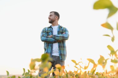 Günbatımında gelişen soya fidanlığına hayran olan kendine güvenen çiftçi, başarılı hasatıyla ve emeğinin meyveleriyle gurur duyuyor.