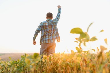 Soya tarlasında duran çiftçi, gün batımında başarılı bir hasat kutlaması için yumruğunu kaldırıyor.