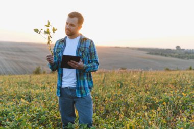 Soya bitkisini elinde tutan ve günbatımında ekili soya tarlasında dijital tablet kullanan çiftçi, tarım alanında modern teknoloji uyguluyor.