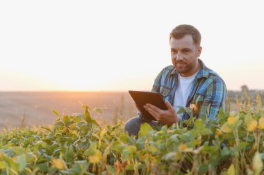 Soya tarlasında günbatımında dijital tablet kullanan çiftçi, gelişmiş ürün yönetimi için tarımda yenilikçi teknoloji uyguluyor