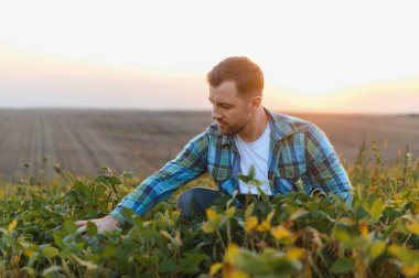 Gün batımının büyüleyici parıltısı sırasında güneş alan bir tarlada canlı soya bitkilerinin büyümesini inceleyen çiftçi, tarımsal adanmışlık sergiliyor.