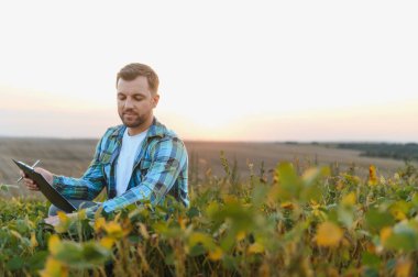 Soya bitkilerini inceleyen ve günbatımında ekili tarlalarda not alan çiftçi, tarım uygulamalarını ve mahsul denetimini gösteriyor