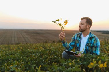 Soya bitkisini analiz eden ve elinde tablet tutan çiftçi gün batımında soya mahsulünün kalite kontrolünü yapıyor.