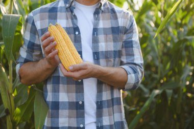 Yeşillik bir mısır tarlasında olgun mısır koçanları tutan çiftçi canlı bir tarım tarlasında hasat mevsiminin cömertliğini sergiliyor.