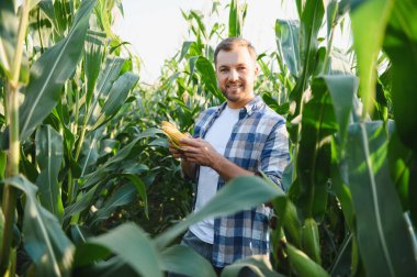 Büyük bir mısır tarlasında olgun bir mısır koçanı tutarken ve incelerken mutlu çiftçiler başarılı bir hasat sezonunun tadını çıkarıyorlar.