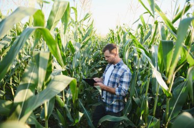 Dijital tablet, modern tarım ve teknoloji konsepti kullanarak mısır ekimi büyümesini analiz eden çiftçi