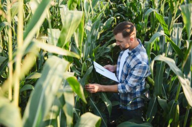 Tarlada mısır saplarını ve yaprakları inceleyen çiftçi, pano tutuyor ve not alıyor, kalite kontrolü ve büyüme değerlendirmesi yapıyor.
