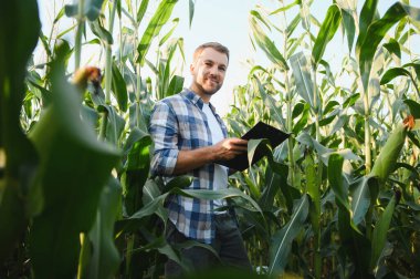 Çiftçi elinde bir pano tutarken canlı mısır ekinlerini incelerken iyi yetiştirilmiş bir tarımsal alanda yaz güneşinin altında büyüyor.