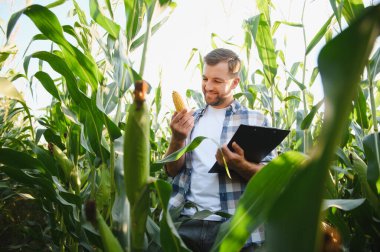 Mısır mahsulünü denetleyen ve elinde bir pano tutan çiftçi, tarım alanında kalite ve büyümeyi garanti altına alıyor