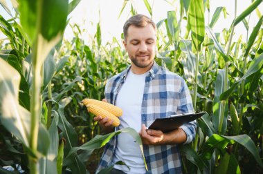 Çiftçi mısır ekinlerini inceliyor, olgun kulaklar tutuyor ve başarılı bir hasat için not alıyor.