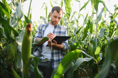Çiftçi panoya notlar yazarken aynı zamanda tarım alanındaki mısır ekinleri büyümesini denetliyor ve sağlıklı hasat sağlıyor.