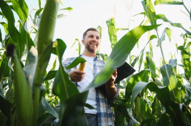 Mutlu çiftçi mısır koçanı inceler ve elinde bir pano, güneşli bir günde mısır tarlasında durur.