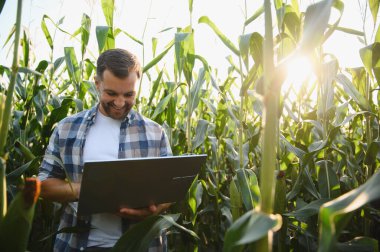 Mutlu çiftçi mısır tarlasında dizüstü bilgisayar kullanıyor, büyüme ve hasat planlamasını kontrol ediyor, modern teknolojiyi tarımda uyguluyor.