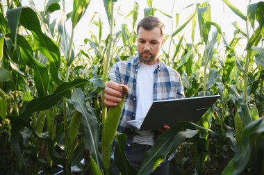 Çiftçinin tarım için modern teknolojiyi kullanması, mısır büyümesini denetlemesi ve ekili alanda dizüstü bilgisayarla veri toplaması.