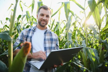 Çiftçi mısır ekinlerini bir dizüstü bilgisayar kullanarak analiz ediyor, verimi ve sürdürülebilirliği artırmak için modern hassas tarım teknikleri uyguluyor.