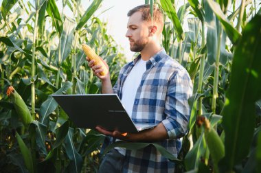 Tarım alanında veri toplamak için dizüstü bilgisayar kullanırken mısır büyümesini analiz eden çiftçi, tarım uygulamalarını geliştirmek için teknolojiyi kucaklıyor