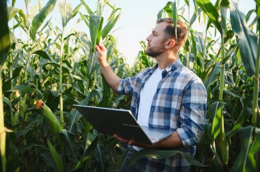 Çiftçi verimli ürün yönetimi için modern teknolojiyi kullanıyor, mısır fabrikalarını denetliyor ve tarımsal alanda dizüstü bilgisayarla veri topluyor.