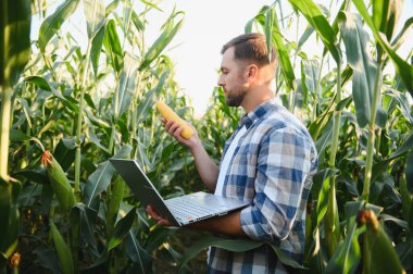 Diz üstü bilgisayar kullanarak mısır büyümesini analiz eden ve ekilmiş mısır tarlasında mısır koçanı inceleyen çiftçi, modern hassas tarım teknikleri uyguluyor.