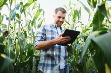 Mısır tarlasında tablet kullanan çiftçi, bitkilerin büyümesini ve gelişimini kontrol ediyor, modern tarım ve teknoloji kavramı