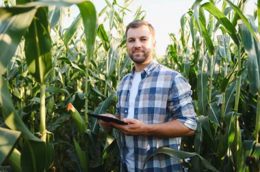 Mısır tarlasında dijital tablet kullanan çiftçi, bitkilerin büyümesini ve gelişimini inceleyen, modern tarım teknolojilerini uygulayan