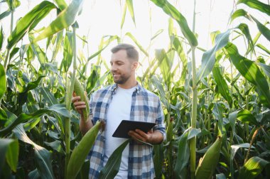 Mısır büyümesini denetleyen ve ekili alandaki veri analizi için dijital tablet kullanan çiftçi, sağlıklı ürün gelişimini sağlar