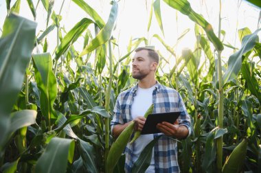 Çiftçi verimli ürün yönetimi için modern teknolojiyi kullanıyor, mısır saplarını denetliyor ve yemyeşil bir alanda dijital tablet tutuyor.