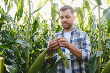 Bereketli bir mısır tarlasında mısır koçanı teftiş eden çiftçi, gün batımının sıcacık ışıltısı altında mahsul kalitesini ölçüyor, tarım uygulamalarını vurguluyor.