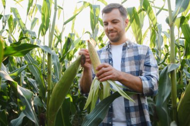 Canlı bir mısır tarlasında mısır koçanı inceleyen çiftçi, sıcak günbatımının altında bol miktarda hasat için sağlıklı büyüme ve kalite sağlıyor.