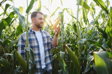 Büyüleyici bir günbatımında, verimli yeşilliklerle çevrili, ekilmiş bir tarlada olgun bir mısır koçanı tutan ve denetleyen çiftçi.