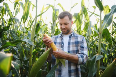 Mutlu çiftçi hasat zamanı, gün batımında ekilmiş bir tarlada mısır koçanı kalitesini kontrol ediyor.