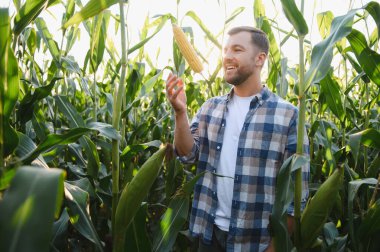 Mutlu çiftçi gün batımında ekilmiş mısır tarlasında olgun mısır koçanı inceliyor, başarılı hasadın tadını çıkarıyor.
