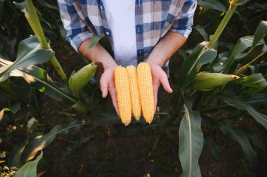 Çiftçi verimli mısır tarlaları arasında olgun mısır koçanları sergiliyor, tarım başarısını ve hasat mevsimini somutlaştırıyor.