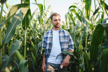 Bir mısır tarlasında yürüyen çiftçi, büyüme ve sağlık için bitkileri denetliyor, güneşli kırlarda gelişen bir ekini güvence altına alıyor.