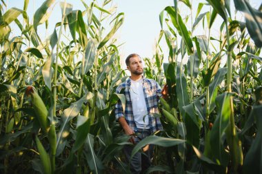 Canlı bir mısır tarlasında yürüyen çiftçi, güneşli bir kırsal bölgede güneşli bir yaz gününde ekinleri teftiş ediyor.