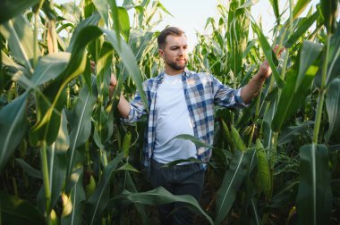 Canlı bir tarlada mısır bitkisinin büyümesini analiz eden çiftçi sürdürülebilir tarım için sağlıklı ve cömert bir hasat sağlar.