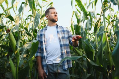 Çiftçi mısır tarlasını teftiş ediyor, sağlıklı bir büyüme sağlıyor ve hasat potansiyelini değerlendiriyor.