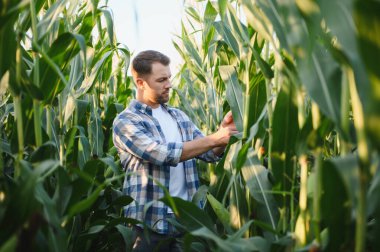 Mısır bitkilerini sağlık ve canlılık için teftiş eden çiftçi, optimal büyüme ve güneş ışığı altında verimli bir hasat sağlar.