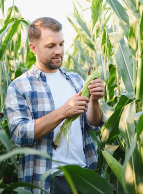 Çiftçi mısır tarlasında mısır koçanı teftiş ediyor, güneşli bir günde ekininin kalitesini kontrol ediyor.