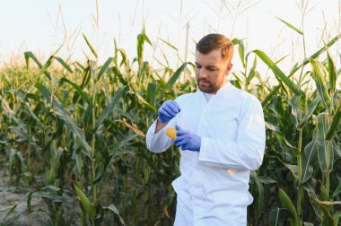 Tarım bilimcisi mısır hasadı üzerinde araştırma yapıyor, ekili alanda ürün ve kalite için genetik modifikasyon testleri yapıyor.