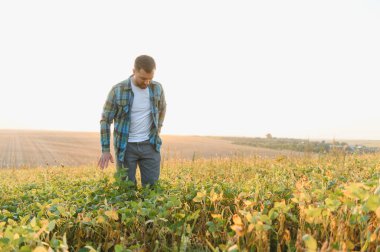 Çiftçi soya fasulyelerinin büyümesini gün batımında bir tarlada inceleyerek sağlıklı ve verimli bir hasat sağlıyor.