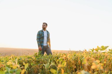 Gün batımında yemyeşil bir soya tarlasında yürüyen çiftçi, canlı büyümeyi ve gelişen ekinlerin genel sağlığını inceliyor.