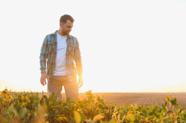 Gün batımında yemyeşil soya tarlasında yürüyen çiftçi, ekinleri dikkatle inceliyor ve akşam ışığının sıcacık parıltısının tadını çıkarıyor.