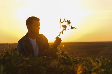 Canlı bir tarlada gün batımında sağlıklı bir soya bitkisini elinde tutan çiftçi büyümesini incelerken