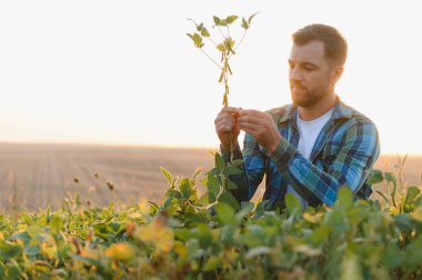 Çiftçi, ekili bir tarladaki soya bitkisini dikkatlice inceler. Batan güneşin sıcacık parıltısıyla yıkanır.