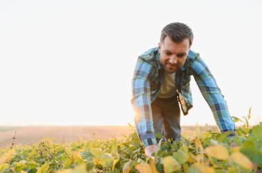 Günbatımında soya bitkilerini inceleyen çiftçi, huzurlu kırsal kesimde verimli bir hasat ve optimal büyüme sağlıyor.