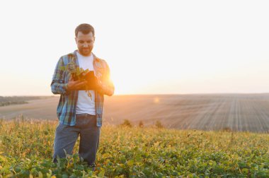 Elindeki soya filizini analiz eden çiftçi, günbatımında sürdürülebilir bir tarım alanında hassas tarım teknolojisinden yararlanan, gelişmiş ürün verimliliği için yenilikleri kucaklayan biri.